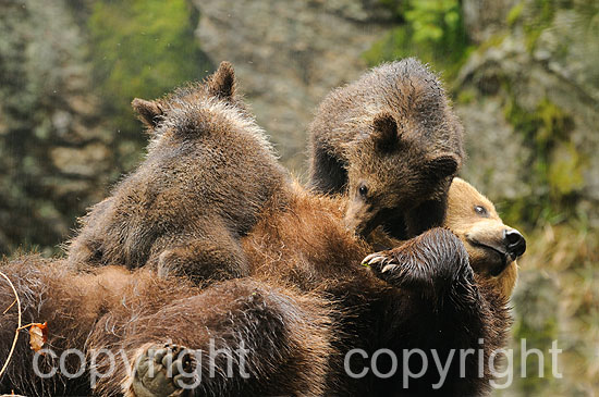 Säugendes Braunbär-Weibchen mit zwei Jungbären, 3 Monate alt