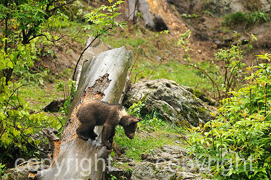 Braunbär-Weibchen mit 3 Monate alten Junbären im Frühling