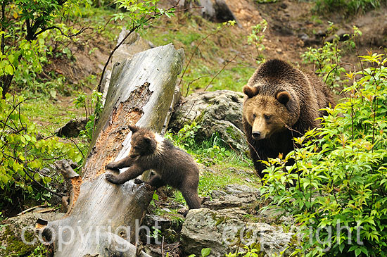 Braunbär-Weibchen mit 3 Monate alten Junbären im Frühling