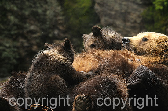 Säugendes Braunbär-Weibchen mit zwei Jungbären, 3 Monate alt