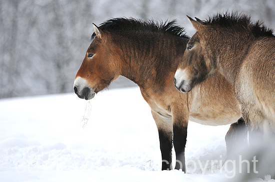 Przewalski Urpferde - Equus przewalski