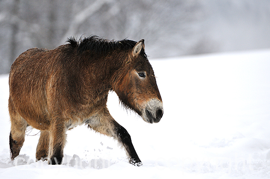 Przewalski Urpferde - Equus przewalski