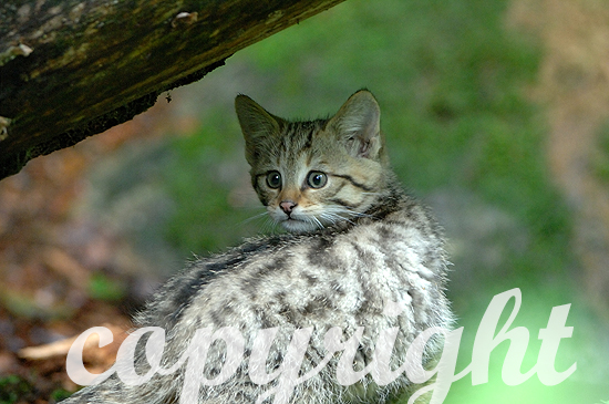 Wildkatze - Felis sivlestris