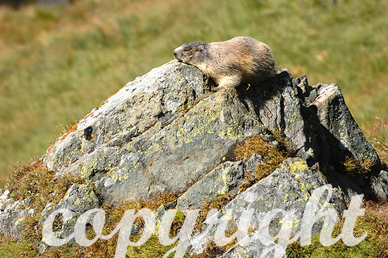 Murmeltier - Marmota