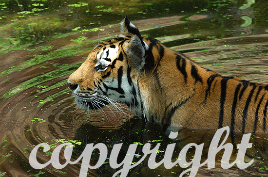 Amur- oder Sibirischer Tiger - Panthera tigris altaica
