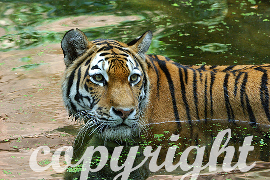 Amur- oder Sibirischer Tiger - Panthera tigris altaica