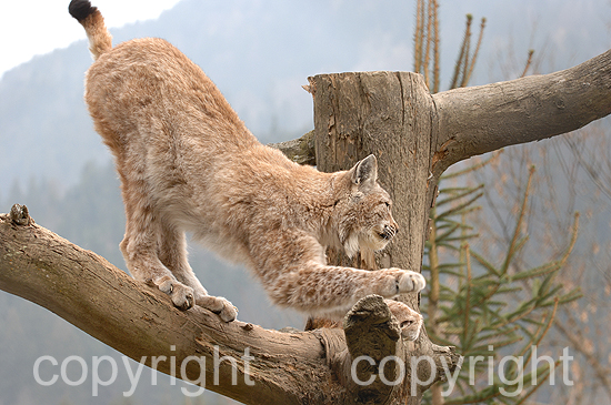 Luchs - Lynx lynx