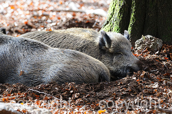 Wildschweine, Buchenmast