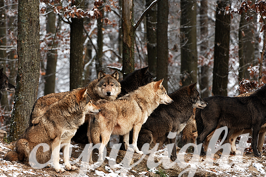 Der Timberwolf  - Canis lupus lycaon