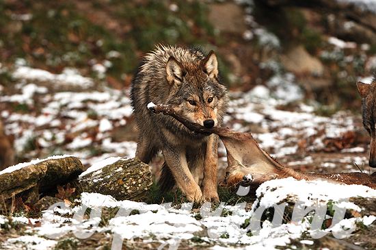Der Timberwolf  - Canis lupus lycaon