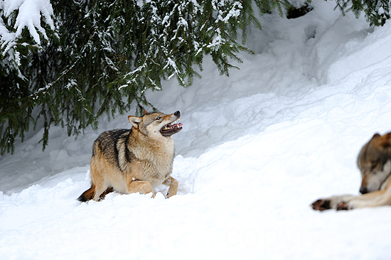 Wölfe im tiefen Winterschnee