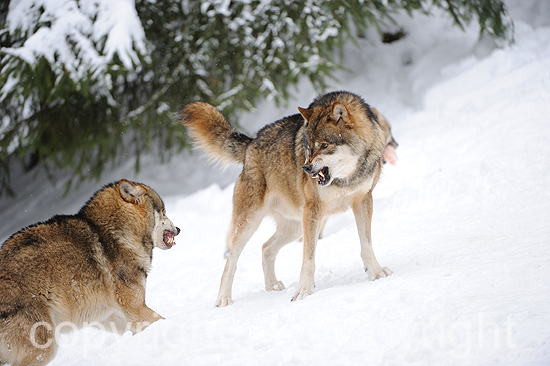 Wölfe im tiefen Winterschnee