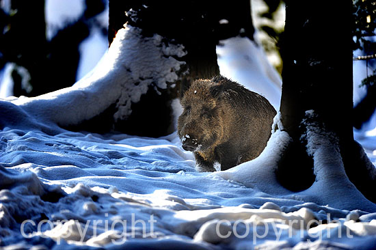 Wildschweine in der Rauschzeit im verschneiten Fichtenwald, Saue
