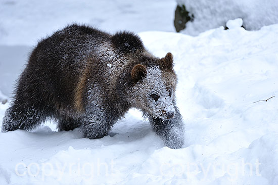 Braunbären im ersten Neuschnee vor dem Wintereinbruch