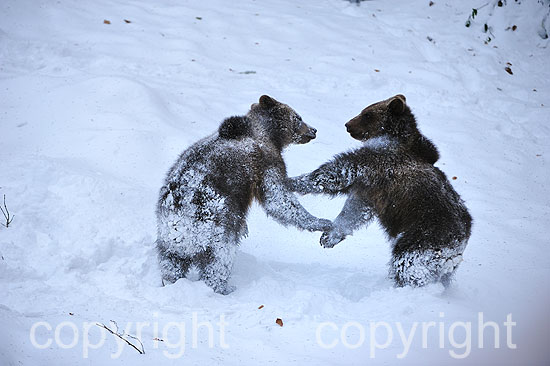 Junge Braunbären im ersten Neuschnee vor dem Wintereinbruch, im