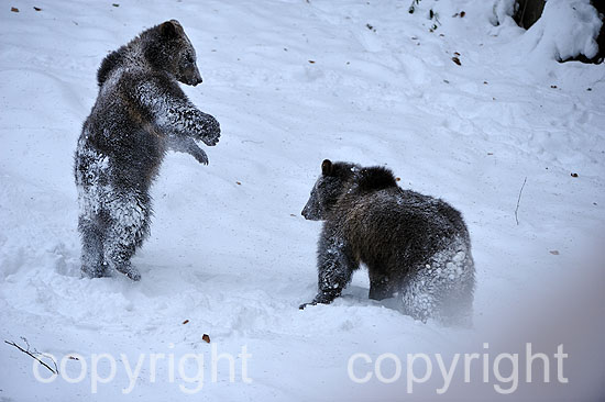 Junge Braunbären im ersten Neuschnee vor dem Wintereinbruch, im