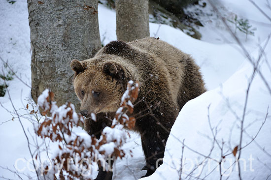 Erwachsene Braunbären-Weibchen im ersten Neuschnee vor dem Wint