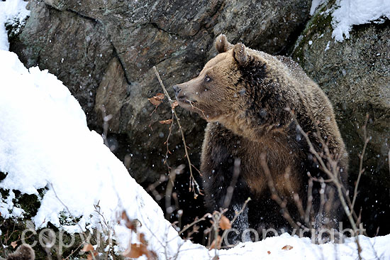 Erwachsene Braunbären-Weibchen im ersten Neuschnee vor dem Wint