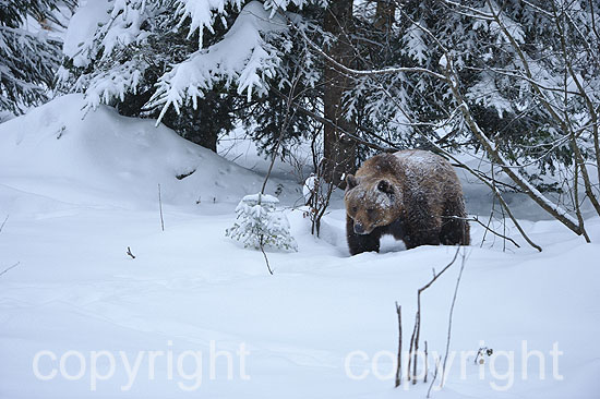 Mächtiges altes Braunbären-Männchen im ersten Neuschnee vor d