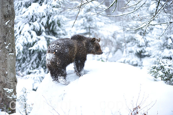 Braunbären im ersten Neuschnee vor dem Wintereinbruch