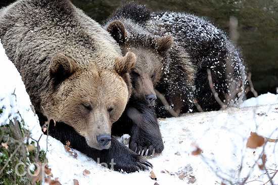 Braunbären im ersten Neuschnee vor dem Wintereinbruch, Braunbä