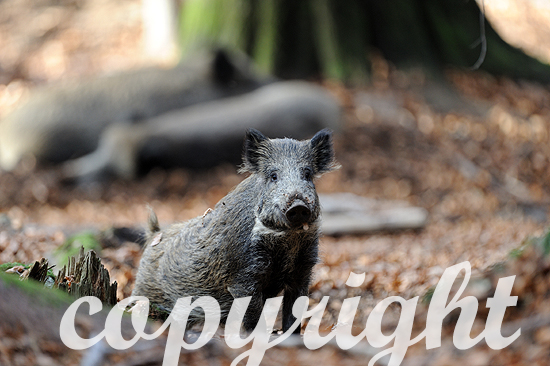 Wildschweine in Buchenmast