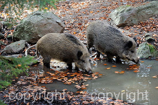 Wildschweine, Buchenmast