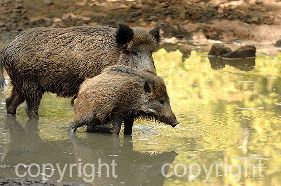 Wildschweine zur Buchenmast