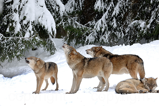 Heulende Wölfe im tiefen Winterschnee