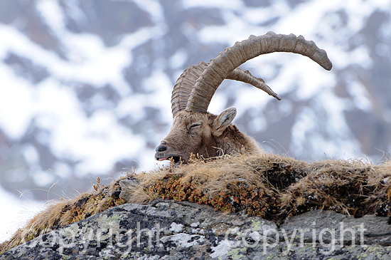 Steinbock - Capra ibex