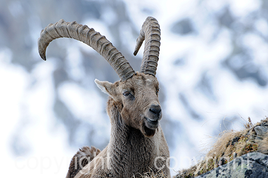 Steinbock - Capra ibex