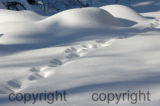 Elchspur im Schnee