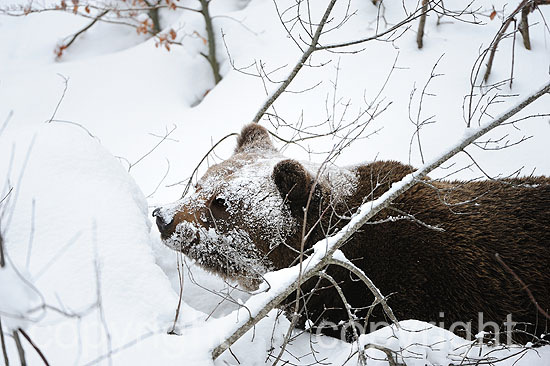 Braunbär im verschneiten Winter