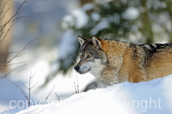 Wolf in Winterlandschaft