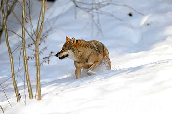 Wolf in Winterlandschaft
