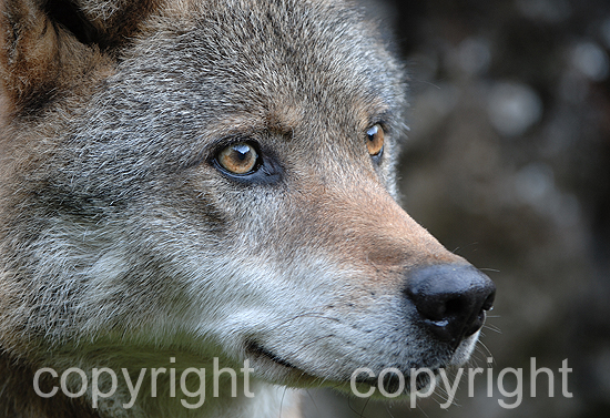 Wolf - Canis lupus