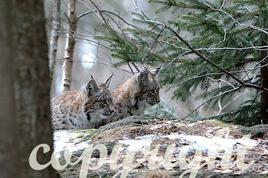 Luchs - Lynx lynx