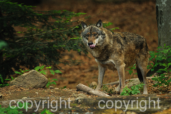 Europäischer Wolf in einer Waldlandschaft