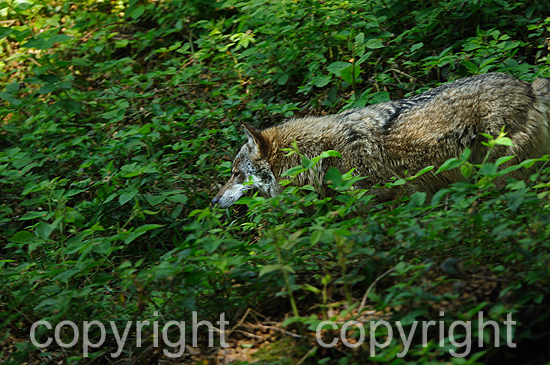 Europäischer Wolf in einer Waldlandschaft