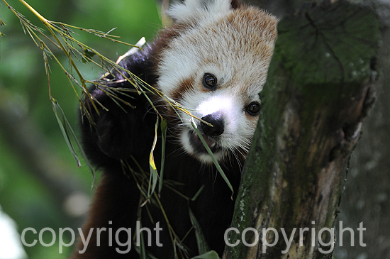 Kleine Panda - Ailurus fulgens
