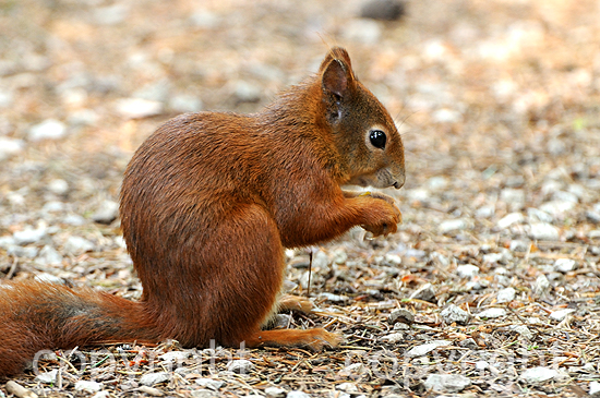 Europäisches Eichhörnchen - Sciurus vulgaris