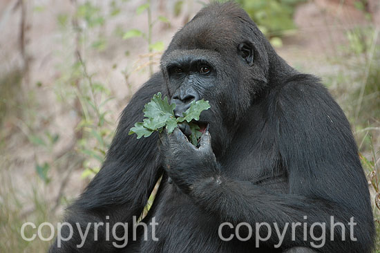 Flachland-Gorilla - G. gorilla gorilla