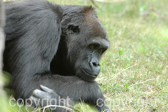 Flachland-Gorilla - G. gorilla gorilla