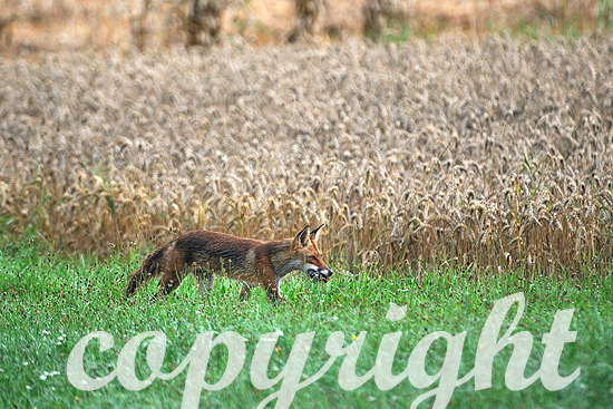 Fuchs frühmorgens mit Mäusen im Maul am Getreidefeld