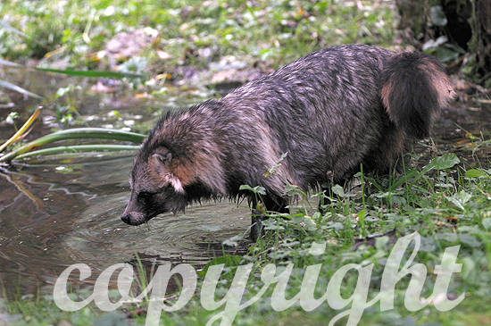 Marderhund oder Enok im Sommer in Wassernähe