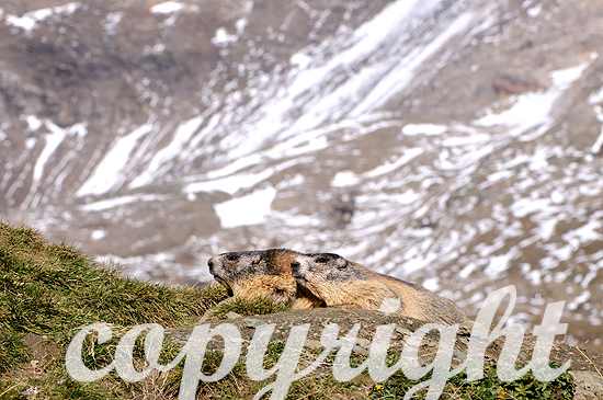 Alpenländische Hochgebirgs-Murmeltiere im Herbst