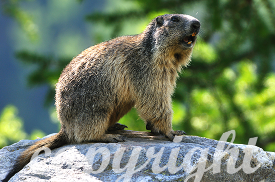 Murmeltier - Marmota
