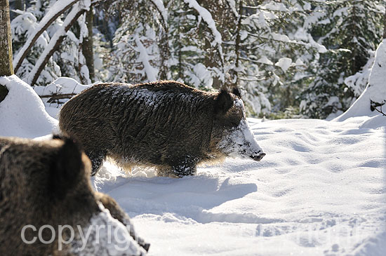 Wildschweine in der Rauschzeit im verschneiten Fichtenwald, Saue