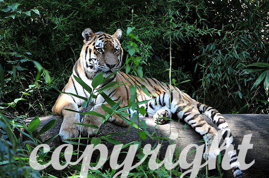 Sibirische Tiger, Panthera tigris altaica