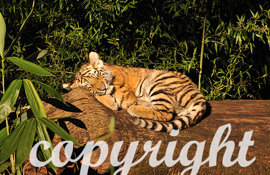 Sibirische Tiger, Panthera tigris altaica